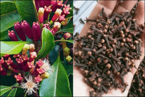clove 